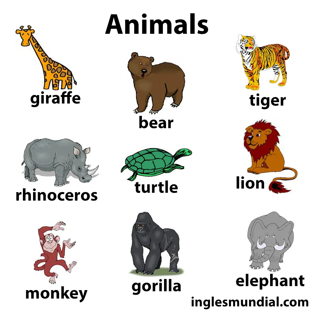 animales infografía